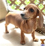 dachshund puppy posted by Kimberly Jones